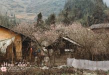 Không đến Hà Giang vào “thời điểm vàng”, cô bạn vẫn thu về cả một album “săn hoa” cực đẹp khiến cư dân mạng trầm trồ Không đến Hà Giang vào thời điểm vàng, cô bạn vẫn thu về cả một album săn hoa cực đẹp khiến cư dân mạng trầm trồ - Ảnh 1.