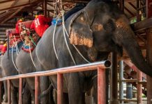 Khách Trung Quốc ở nhà vì virus corona, du lịch Đông Nam Á lao đao Khach Trung Quoc o nha vi virus corona, du lich Dong Nam A lao dao hinh anh 1 business_is_also_slow_at_the_chang_siam_elephant_park_in_pattaya_a_few_hours_south_of_bangkok_1581828226190_3.jpg