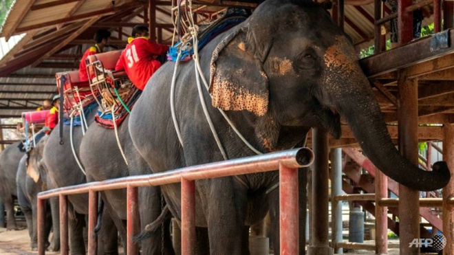 Khach Trung Quoc o nha vi virus corona, du lich Dong Nam A lao dao hinh anh 1 business_is_also_slow_at_the_chang_siam_elephant_park_in_pattaya_a_few_hours_south_of_bangkok_1581828226190_3.jpg