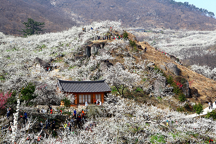 Hoa mai phủ trắng sườn đời. Ảnh: Visit Korea.