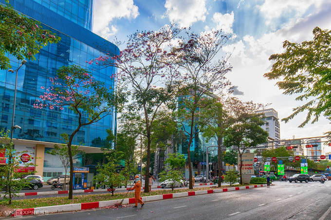 Hoa kèn hồng nở rộ