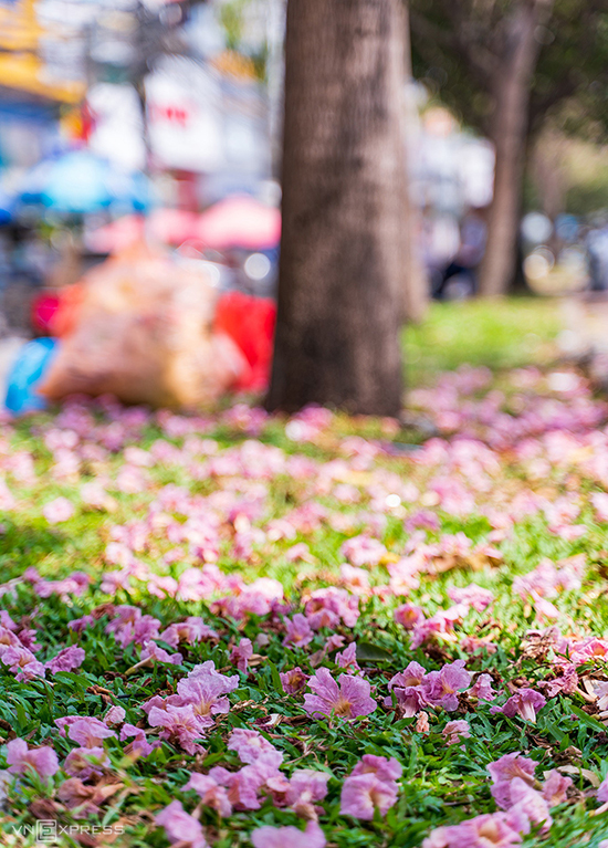 Hoa kèn hồng nở rộ