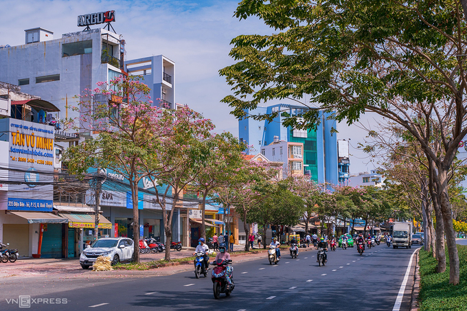 Hoa kèn hồng nở rộ