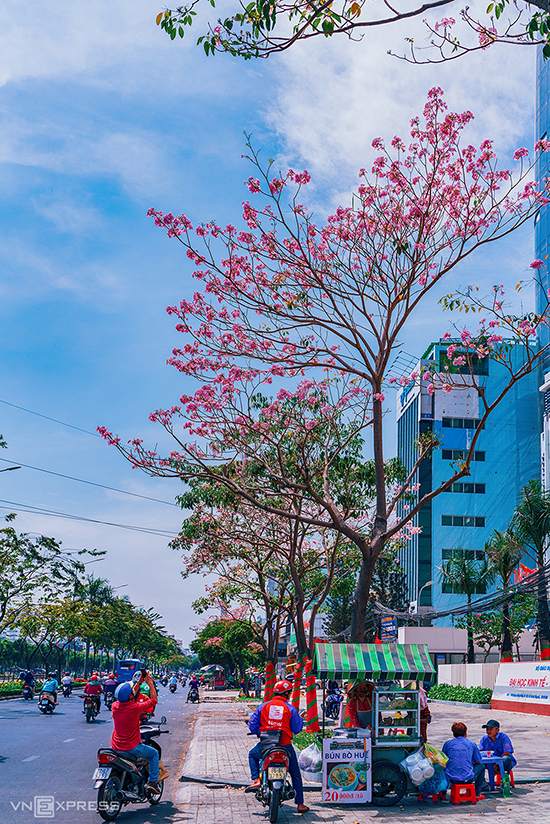 Hoa kèn hồng nở rộ