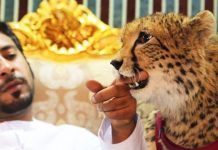 Nuôi báo làm thú cảnh và những điều khiến Dubai thành xứ nhà giàu Nuoi bao lam thu canh va nhung dieu khien Dubai thanh xu nha giau hinh anh 1 https_cdn.cnn.com_cnnnext_dam_assets_170110113935_tiger_tease_uae.jpg