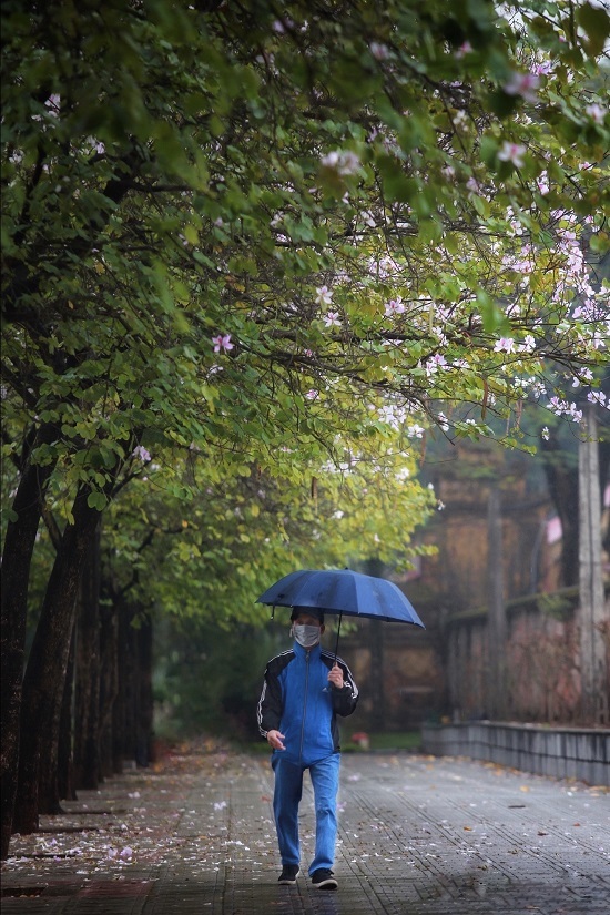 Hoa ban nở rộ