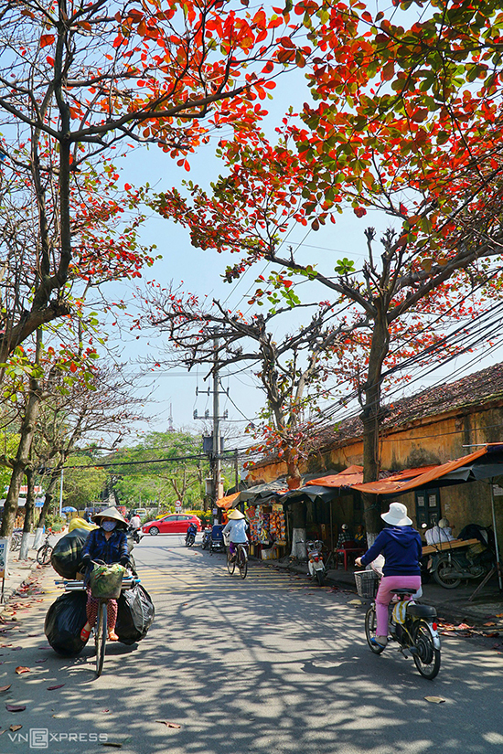 Hội An mùa cây bàng lá đỏ