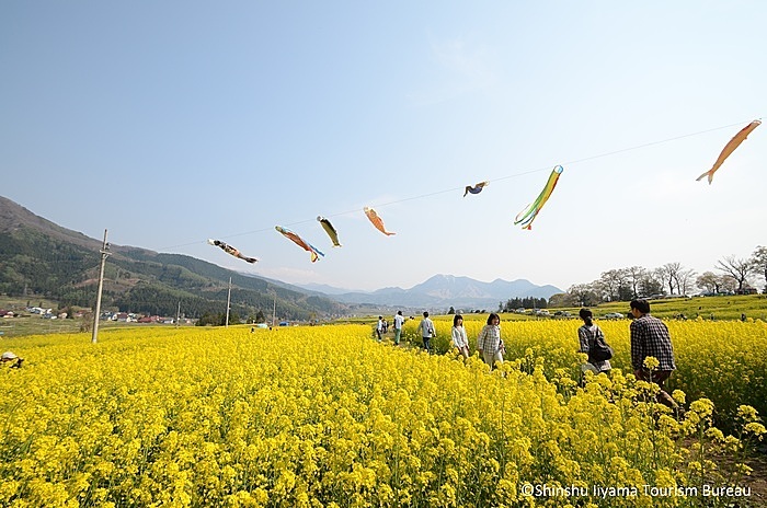 Những mùa hoa đẹp ở Nagano và Niigata