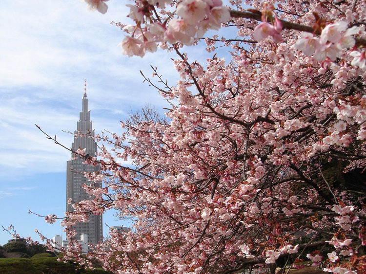 Những nơi ngắm hoa anh đào đẹp nhất Tokyo Những nơi ngắm hoa anh đào đẹp nhất Tokyo