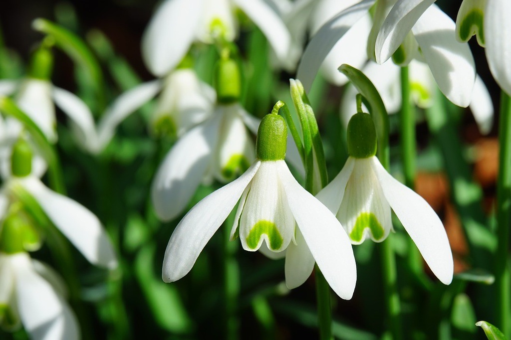 Dam cuoi tap the va cac hoat dong ngay tinh nhan tren the gioi hinh anh 4 snowdrop5.jpg