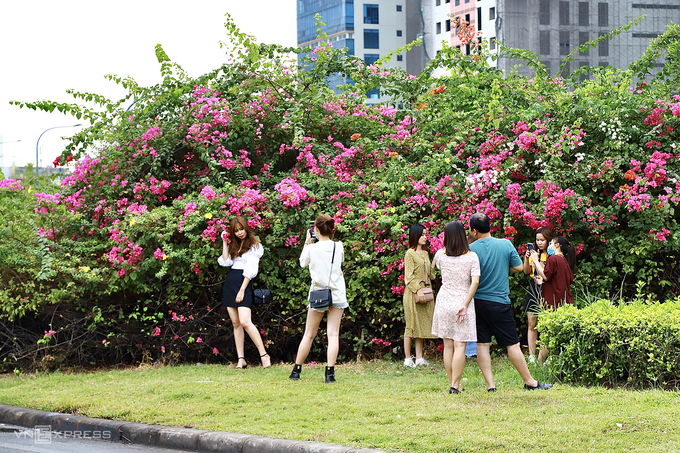 Mùa hoa giấy nở