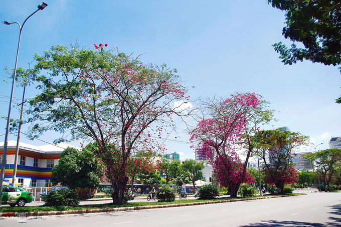 Mùa hoa giấy nở