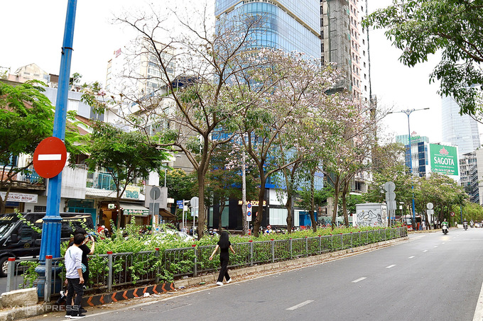 Kèn hồng vào mùa