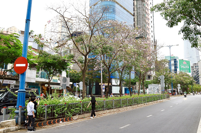 Kèn hồng bung nở