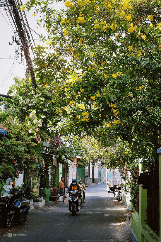 Hoa vàng nở trong thành phố