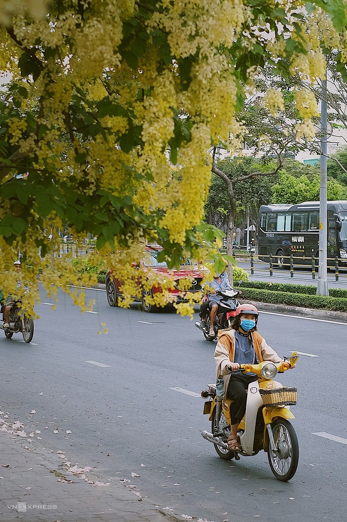 Hoa vàng nở trong thành phố