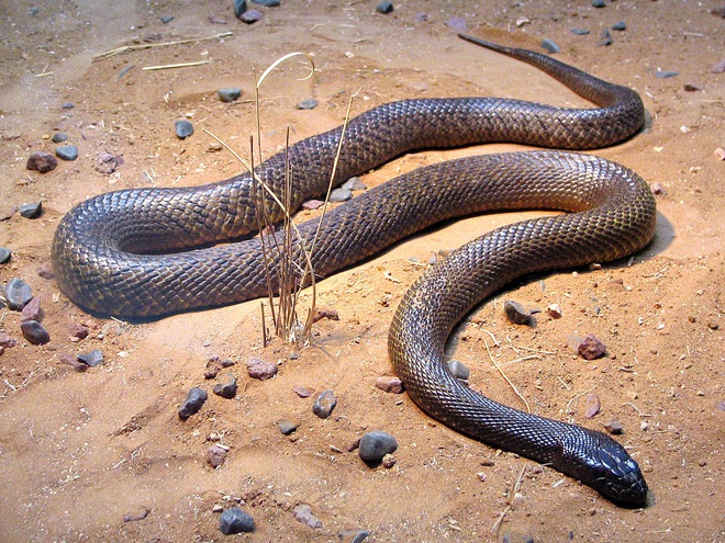 Hon dao khong nguoi o, co hon 400.000 con ran doc hinh anh 5 1200px_Fierce_Snake_Oxyuranus_microlepidotus.jpg