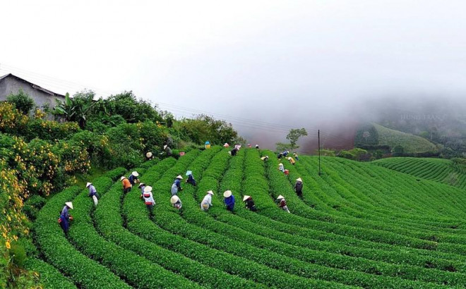 Ngắm Đà Lạt đẹp nao lòng trong buổi sớm bình minh - 7