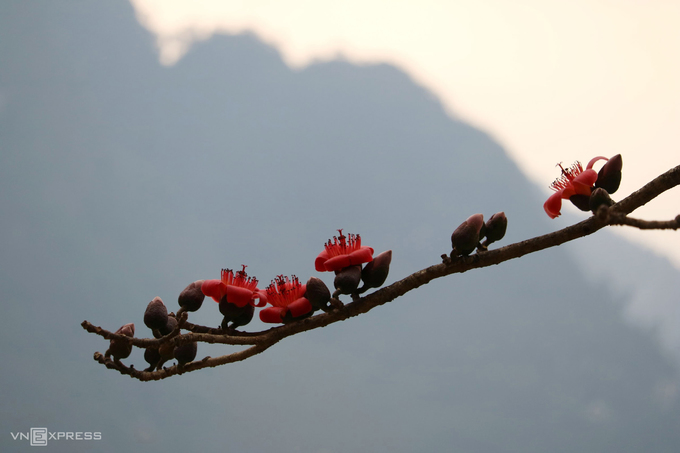 Mùa hoa nở trên cao nguyên đá