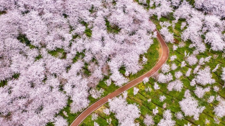 Hoa anh đào bung nở khắp nơi trên thế giới