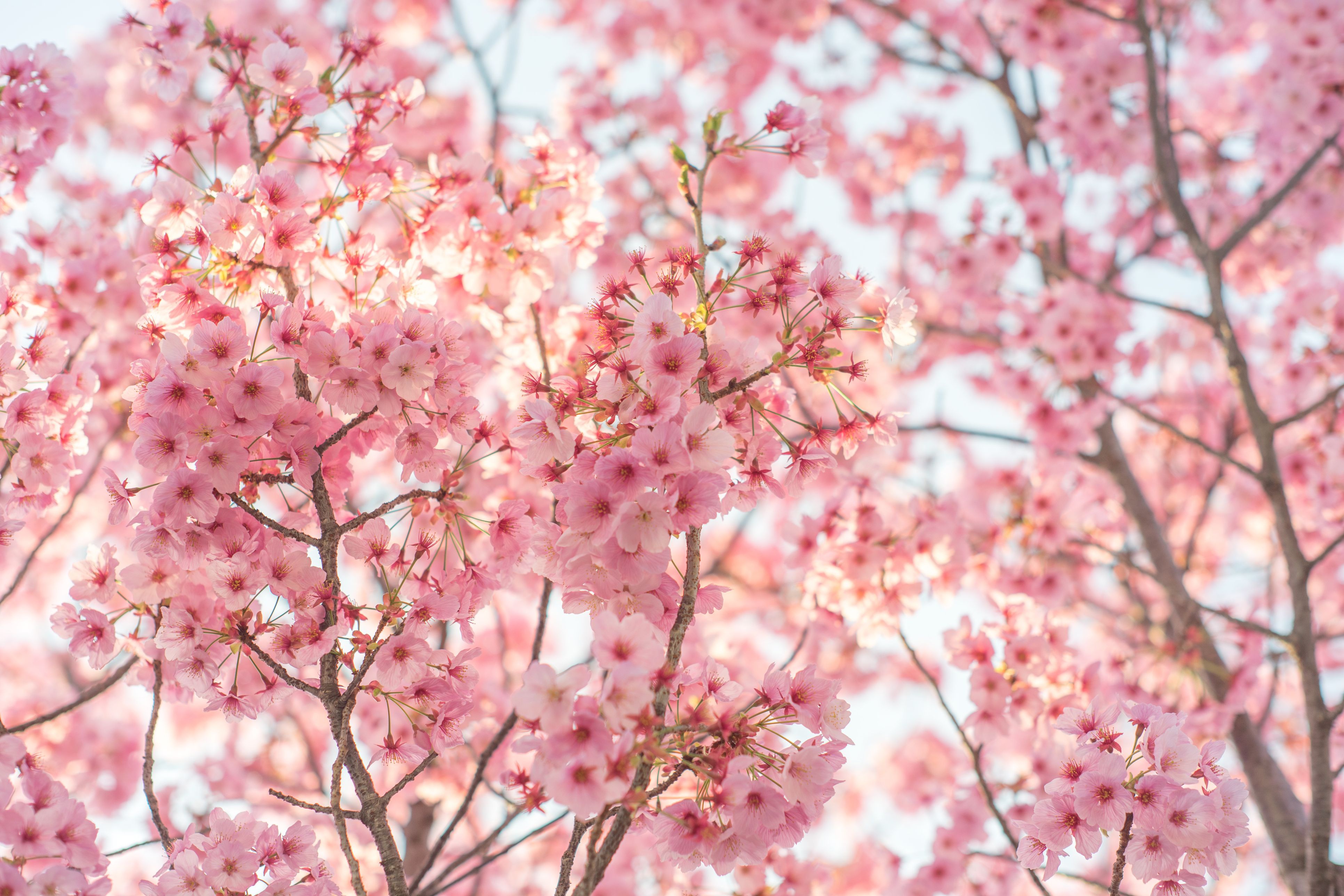 Nguoi Nhat bit khau trang ra duong ngam anh dao no ruc troi hinh anh 3 cherry_blossom_or_sakura_in_japan_close_up_royalty_free_image_937809942_1546893872.jpg