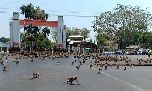 Đàn khỉ đói tràn ra đường phố Thái Lan