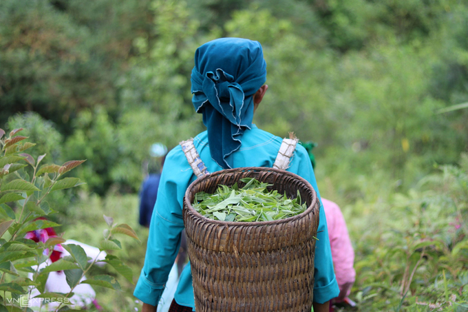 Mùa hoa nở trên cao nguyên đá