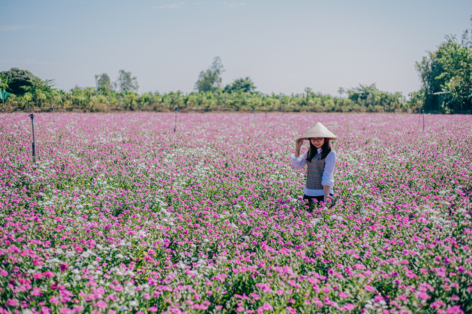 Cánh đồng hoa dừa cạn