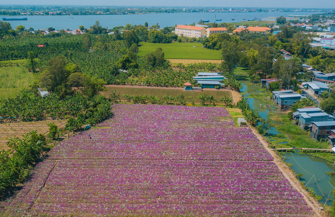 Cánh đồng hoa dừa cạn