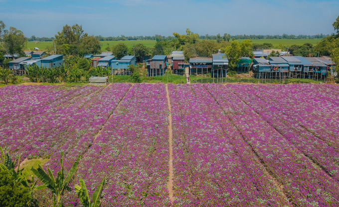 Cánh đồng hoa dừa cạn