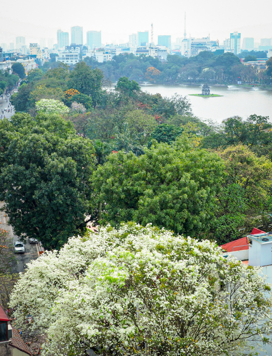 Hà Nội mùa hoa sưa