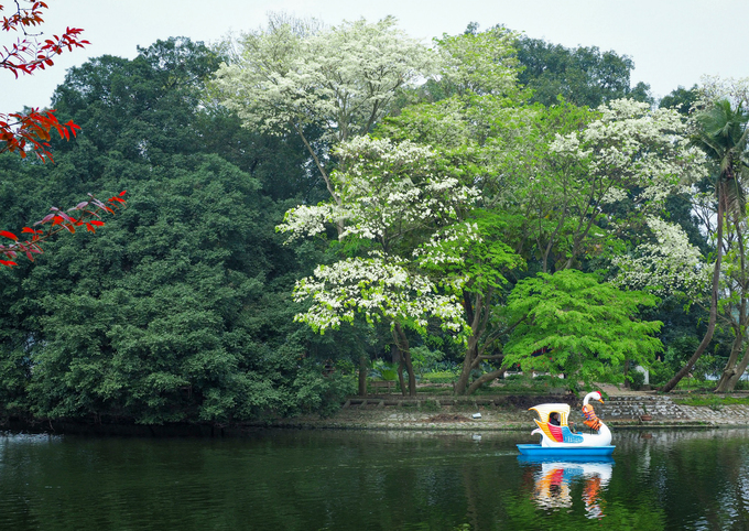 Hà Nội mùa hoa sưa