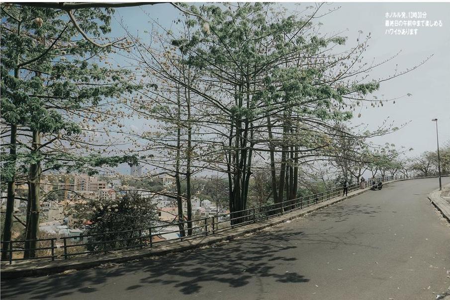 The gioi dao lon trong nha up nguoc - diem kham pha moi o Vung Tau hinh anh 9 hoa3_1_.jpg
