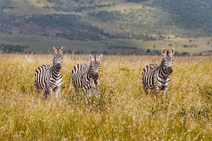 Trên đồng cỏ Tanzania