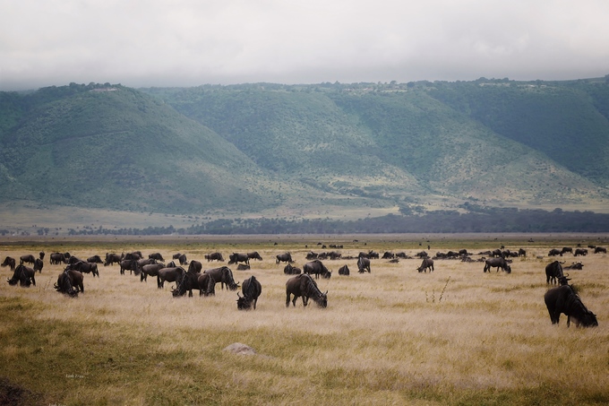 Trên đồng cỏ Tanzania