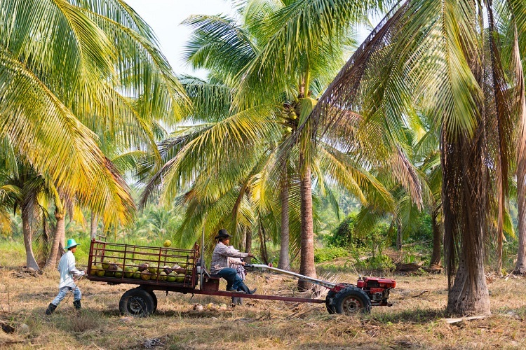 Thap Sakae được mệnh danh là vương quốc dừa, nổi tiếng với những trái dừa ngọt, ngậy. Dừa là hình ảnh đặc trưng, còn xuất hiện trên cả biển hiệu đường phố. Ảnh: Austin Bush.