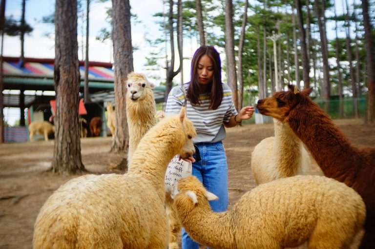 Check-in cùng kangaroo, lạc đà tại khu du lịch Đà Lạt