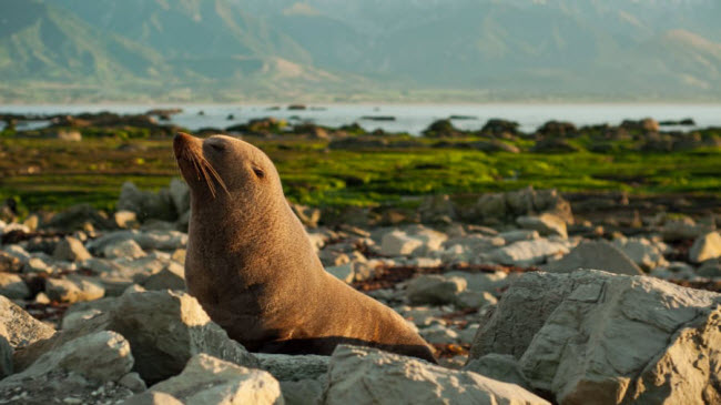 Mãn nhãn với 14 địa điểm đẹp nhất ở New Zealand - 10
