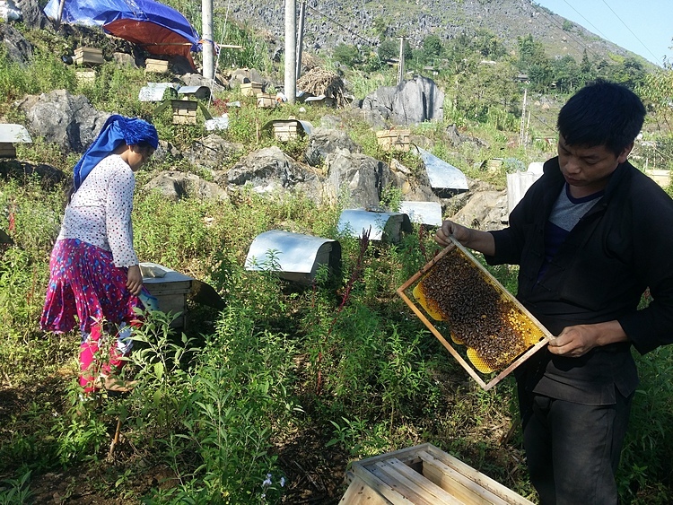 Anh Thào Chứ Nhù, 35 tuổi, người H’Mông là một trong những người nuôi ong nổi tiếng của địa phương. Ảnh: Đỗ Quang Tuấn Hoàng.