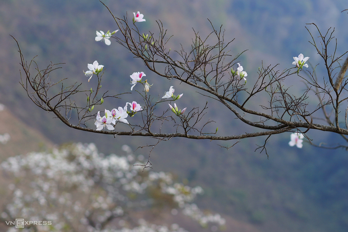 Những mùa hoa bị bỏ lỡ