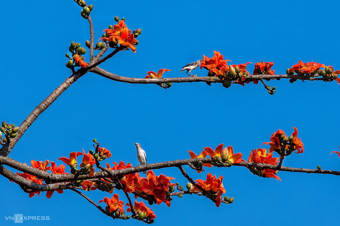 Những mùa hoa bị bỏ lỡ