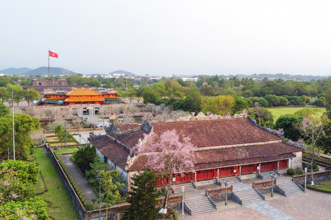 Hoa ngô đồng trong Hoàng cung