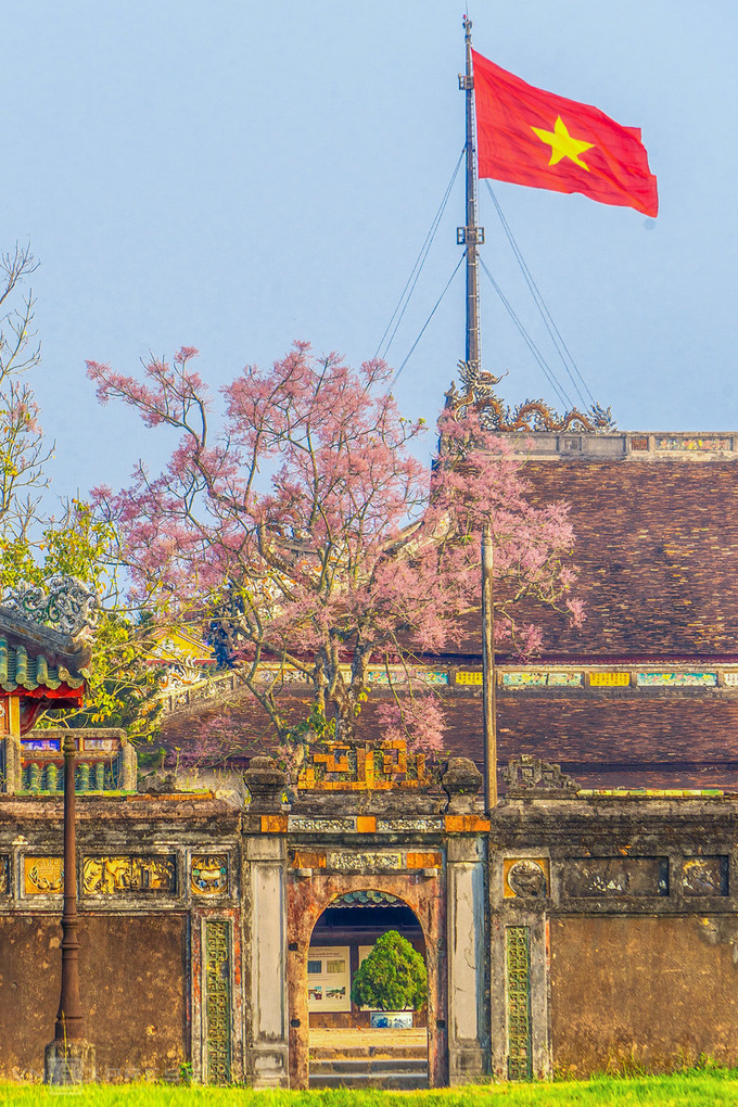 Hoa ngô đồng trong Hoàng cung