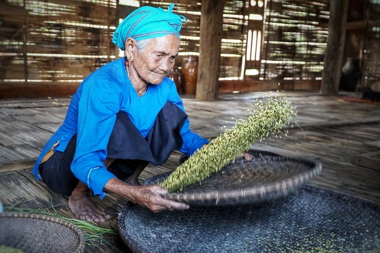 Bà Thung sàn lúa nếp để làm cốm. Ảnh: Phạm Linh.