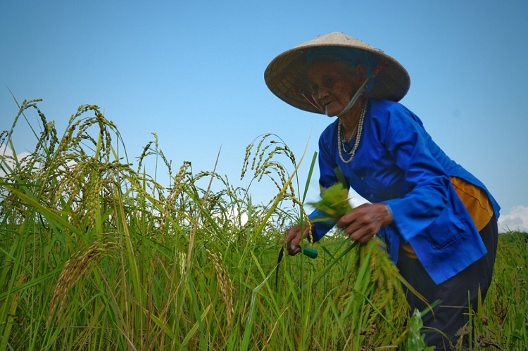 Cốm nếp một năm chỉ có hai lần Cốm nếp một năm chỉ có hai lần