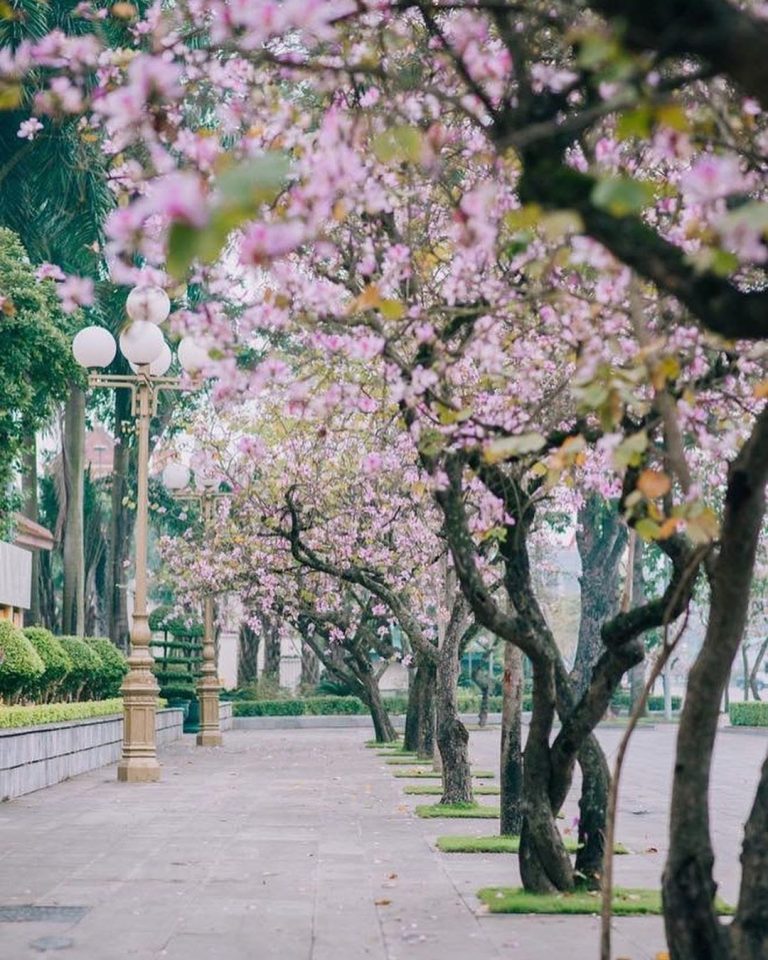 Hà Nội như một “nàng thơ” giữa ngàn hoa tháng 3 Hà Nội như một “nàng thơ” giữa ngàn hoa tháng 3