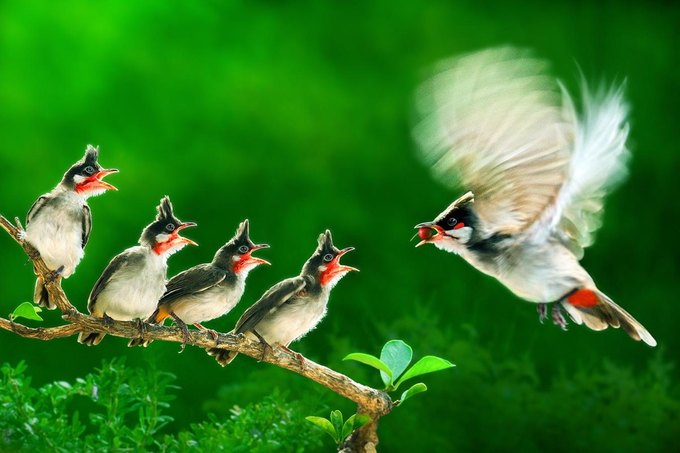 Việt Nam đoạt 2 giải vàng ảnh quốc tế Việt Nam đoạt 2 giải vàng ảnh quốc tế