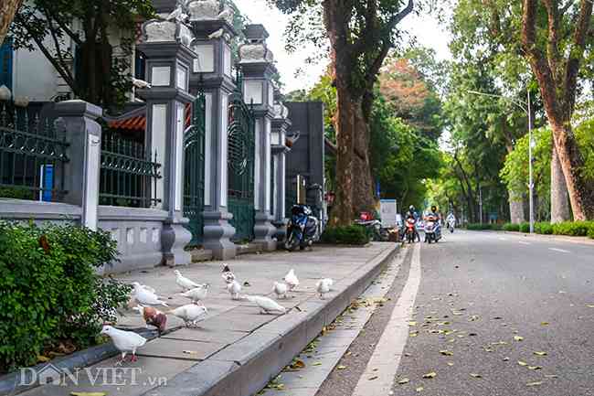 Ngắm đàn chim bồ câu, cảm giác bình yên đến lạ trên đường phố Thủ đô - 1