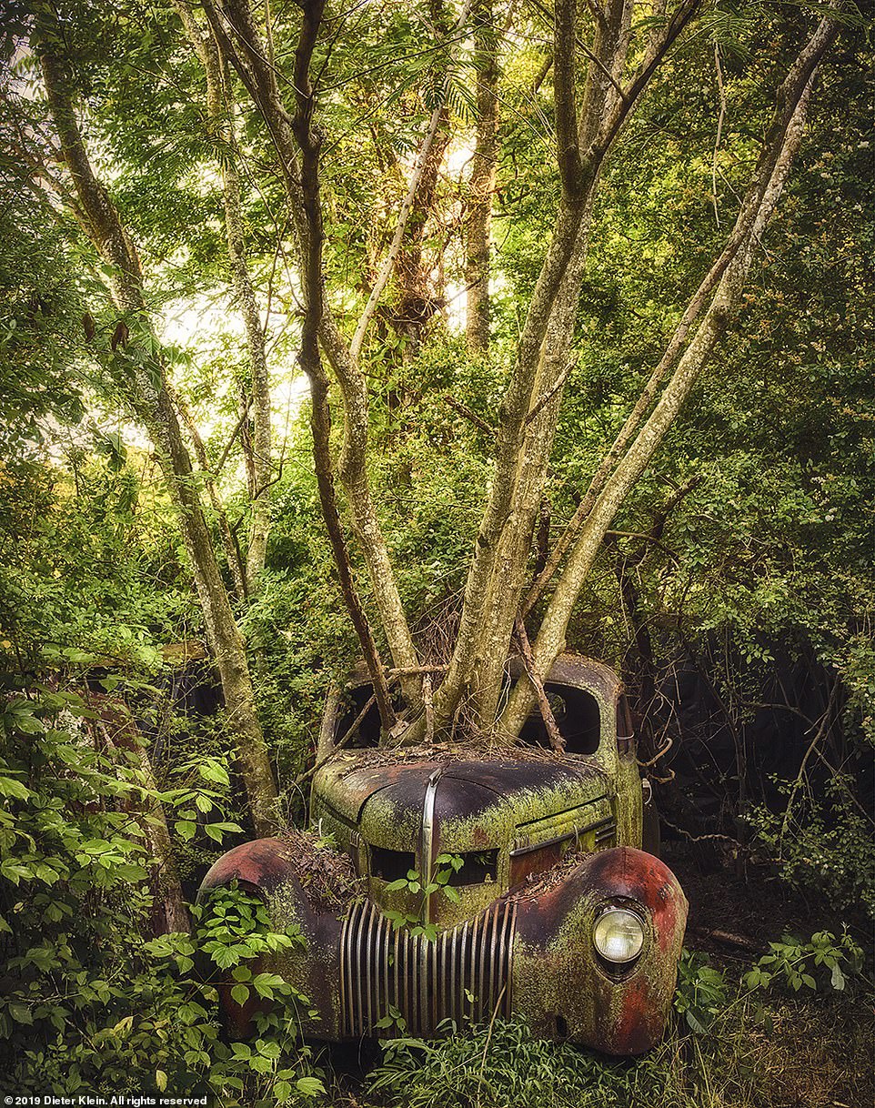 Xe co vut trong rung bi me thien nhien nuot tron hinh anh 4 27264494_8225349_Half_car_half_tree_Klein_found_this_1937_Chrysler_Imperial_while_a_52_1587118215182.jpg