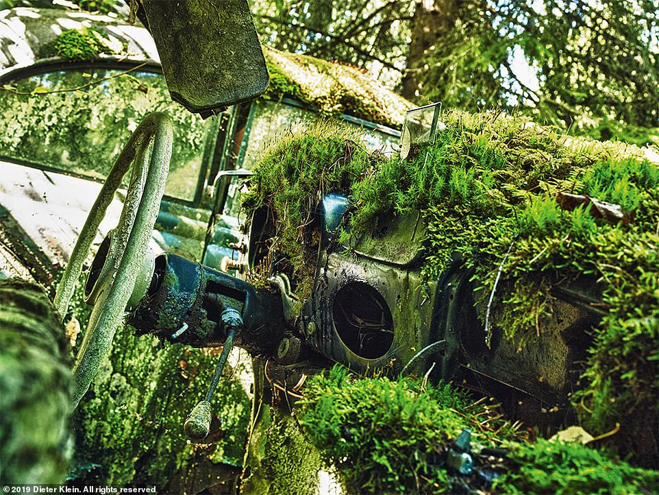 Xe co vut trong rung bi me thien nhien nuot tron hinh anh 7 27308224_8225349_This_astonishing_image_taken_in_Sweden_shows_the_interior_of_a_D_a_45_1587118215071.jpg